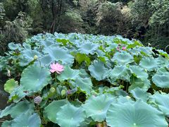 -成都杜甫草堂博物馆