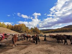 -塞罕坝国家级自然保护区