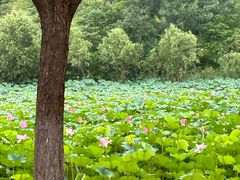 -泗洪洪泽湖湿地景区