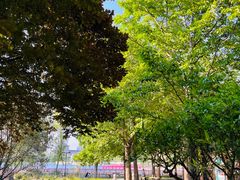 -莲花池公园