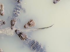 -中国扬子鳄村