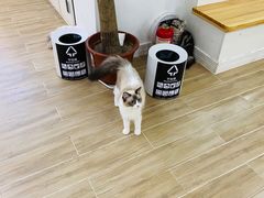 -李小姐の猫咖啡馆(五角场店)