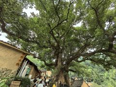 -杨家堂村