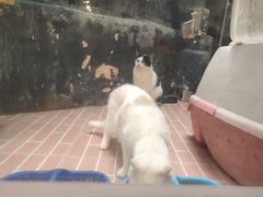 -猫咪博物馆(顶澳仔猫街店)