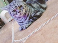 猫-李小姐の猫咖啡馆(五角场店)