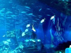 -海棠湾洲际-涛·海底餐厅·美人鱼·自助餐·海底隧道