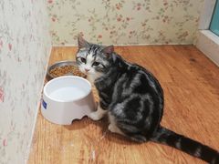 -猫小院猫主题餐厅(三里屯店)