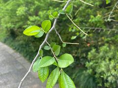 -杭州半山国家森林公园