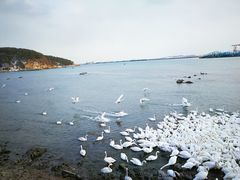 -烟墩角天鹅湖