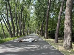 -滕州微山湖红荷湿地景区