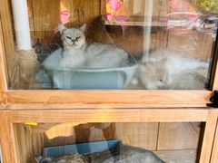 -狗不理喵子(百富路店)