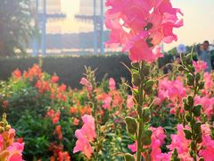 -海心沙亚运公园