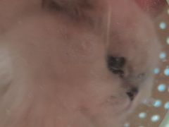 -瑞派福兴宠物医院犬猫全科·骨科·中西医结合(河东店)