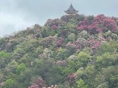 -贵州百里杜鹃风景名胜区