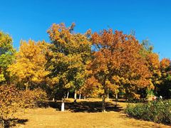 -永定河休闲森林公园
