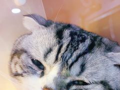-喵百万·布偶·蓝金金渐层英短·猫舍(百子湾店)