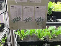 -上海都市菜园