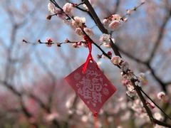 -花开海上生态园