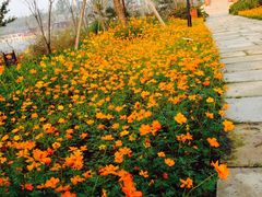 -杭州湾海上花田景区