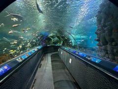 -上海海洋水族馆