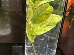 -广东中医药博物馆