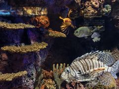 -上海海洋水族馆