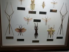 -上海昆虫博物馆