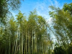 -潜山国家森林公园