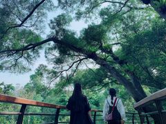 -深圳仙湖植物园-停车场