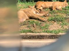 -中国大熊猫保护研究中心雅安碧峰峡基地