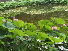 -陈家山荷花公园