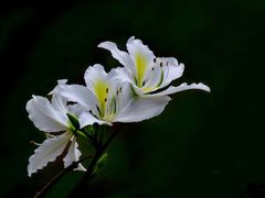 -中国科学院华南植物园