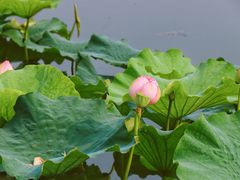 -荷塘月色湿地公园·向阳花洲