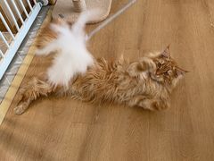 -猫腻·猫咖·撸猫馆(星光大道店)