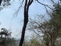 -青龙山国家森林公园
