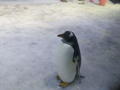 -芜湖新华联大白鲸海洋公园