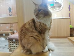 -MOCHA明星猫咖(田子坊店)