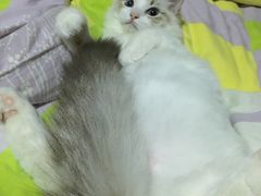 -骐奇宠物诊疗中心(南亭公路店)