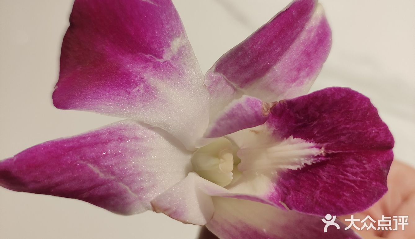 今天你芽笼了吗