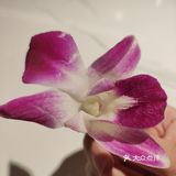 今天你芽笼了吗