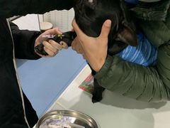 -伟伟宠物医院·CT影像中心·瑞派犬猫综合性门诊(汉口总院)