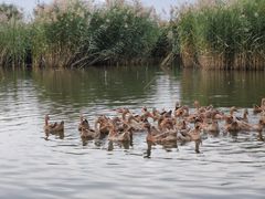 -野鸭湖国家湿地公园