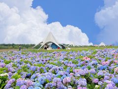 -空港花田景区