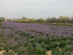 -汉长安城未央宫国家考古遗址公园