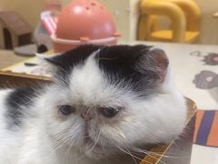 -藏猫猫咖啡主题馆(中央大道店)