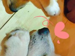 -喜柴咖啡·柴犬狗咖