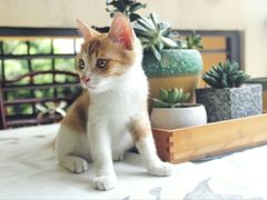 -芭比堂动物医院广州顽皮分院