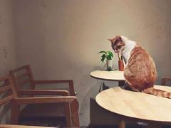 -猫的天空之城概念书店(西塘古镇店)