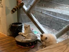 -有猫主题·治愈系猫咖(曾厝垵店)