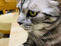 -藏猫猫咖啡主题馆(中央大道店)